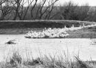 American White Pelicans appear on county pond