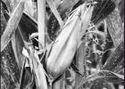 Weather halts corn harvest
